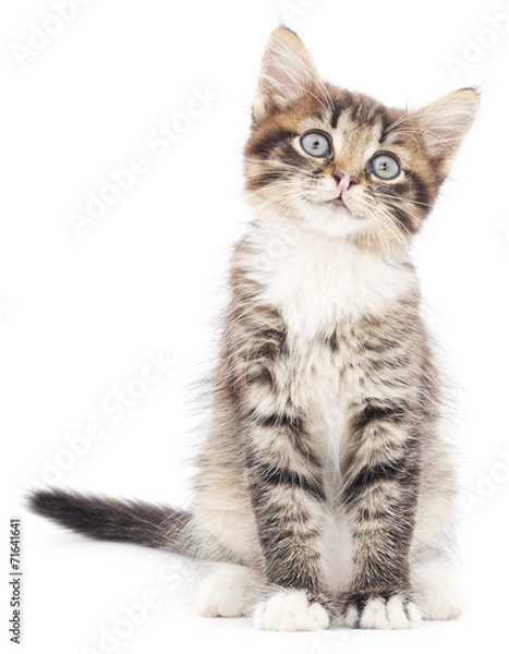 Fototapeta Kitten on a white background