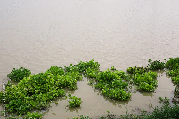 Fototapeta Water hyacinth is a floating plant that grows in rivers, canals or ponds. Pontederia crassipes. Eichornia crassipes.