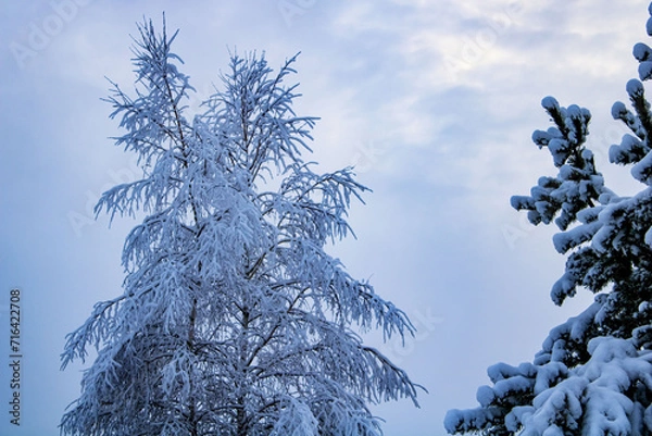 Fototapeta snow covered tree