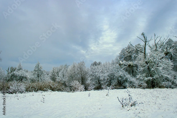 Fototapeta snow covered trees