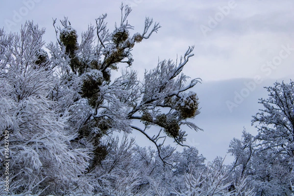 Fototapeta snow covered branches