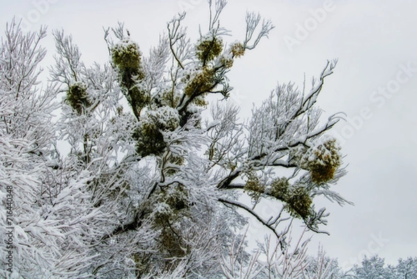 Fototapeta snow covered pine tree branches