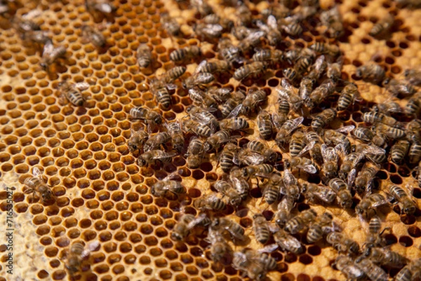 Obraz Working bees in a hive on honeycomb. Bees inside hive with sealed and open cells for their young..
