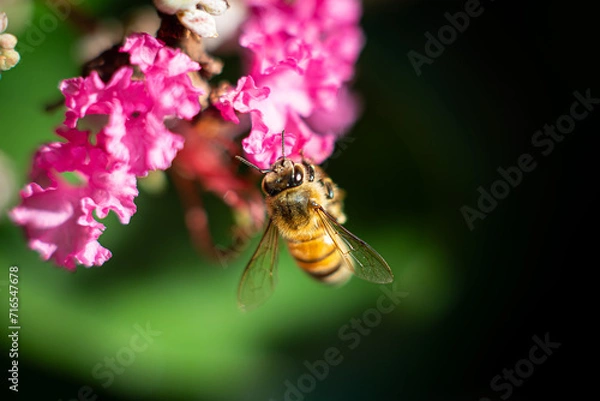 Fototapeta Bee on Flower