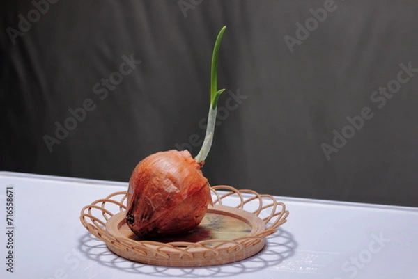 Obraz 観賞用　玉ねぎ