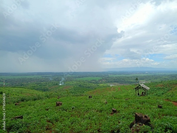 Obraz landscape with cows