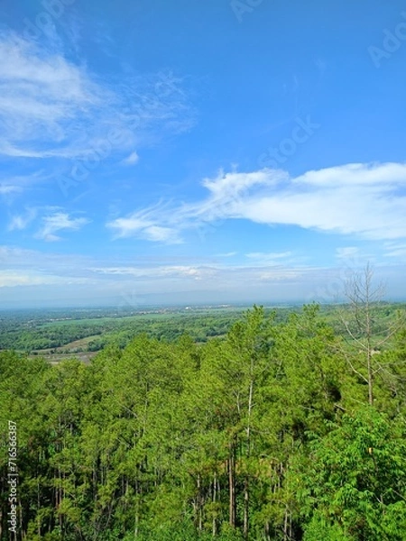 Obraz landscape with trees