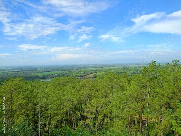 Obraz landscape with trees