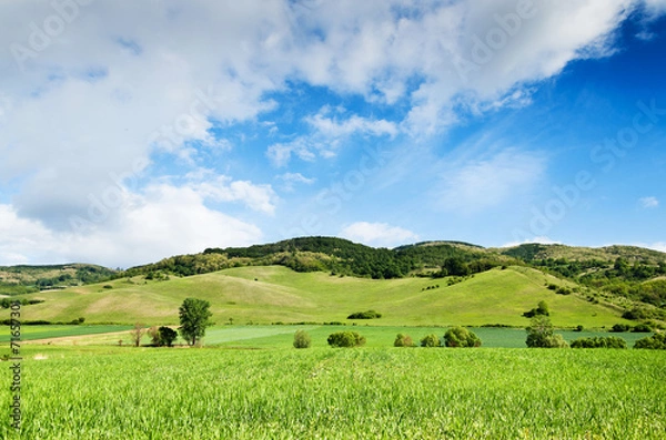 Obraz Green field and blue sky.