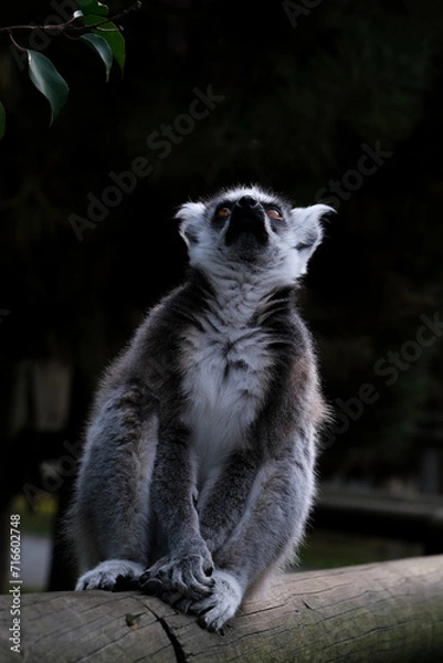 Obraz ring lemur