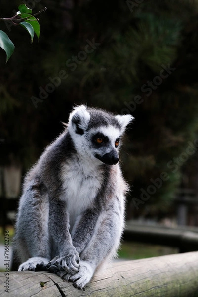 Obraz Lemur
