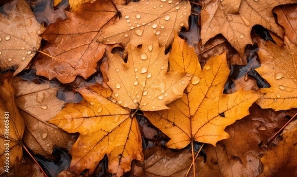 Fototapeta Colorful leaves are scattered around on the ground, large scale, top view, detailed texture. Autumn wallpaper.