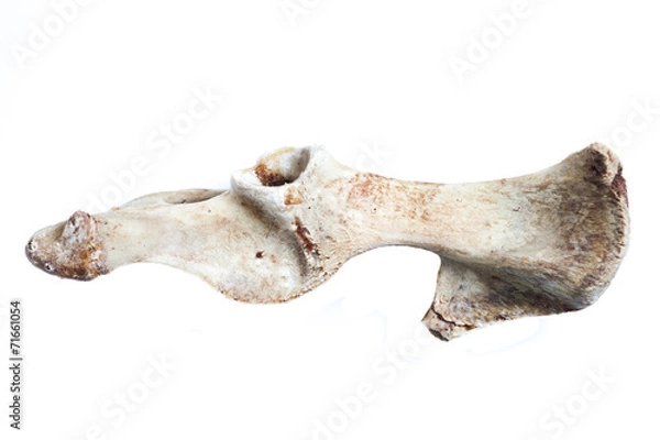 Obraz old bone isolated on white background