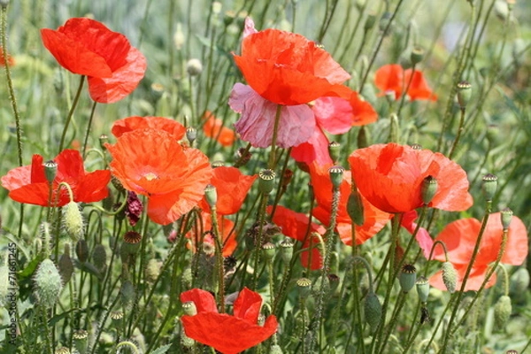 Fototapeta Rote Mohnblumen