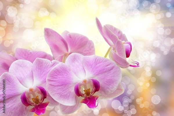 Fototapeta orchid flower