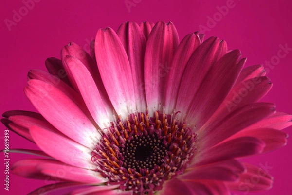 Obraz Pink Gerbera Daisy