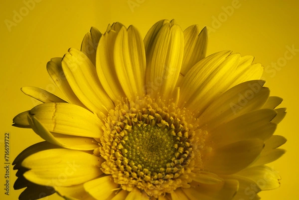 Fototapeta Yellow Gerbera Daisy