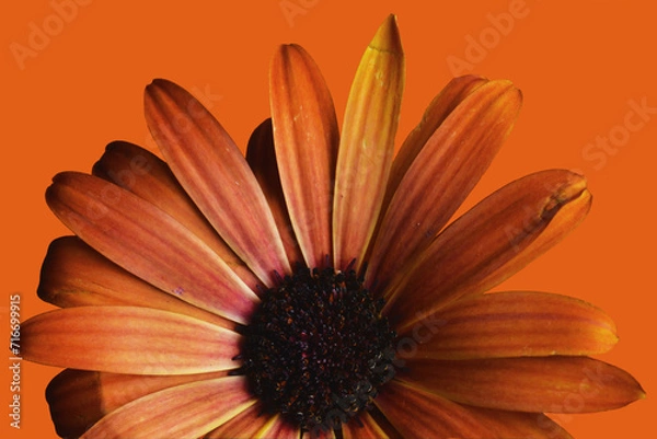 Obraz Orange Gerbera Daisy