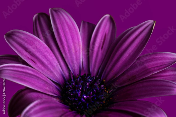 Obraz Purple Gerbera Daisy