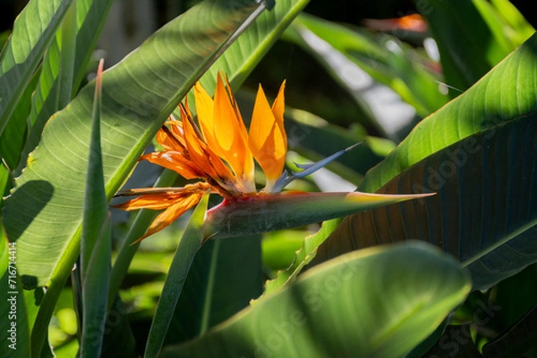 Obraz 2023-canarie-1575