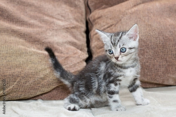 Obraz Kitten on sofa - Stock Image