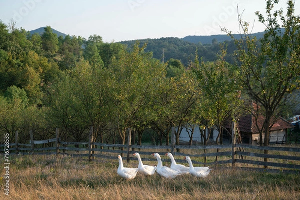 Fototapeta A flock of domestic geese walks in soft grass in the farm field