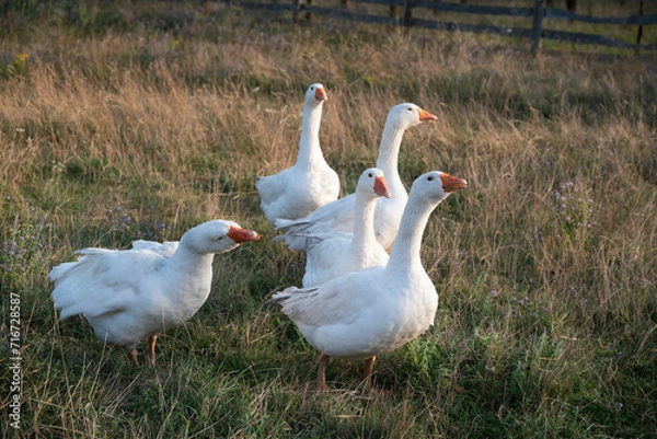 Fototapeta A flock of domestic geese walks in soft grass in the farm field