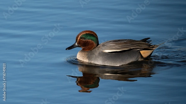 Fototapeta Wigeon