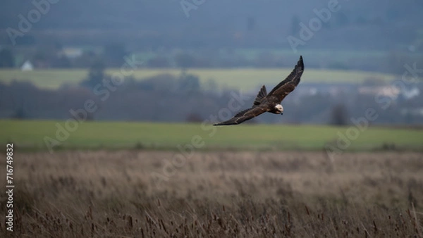Fototapeta Marsh Harrier