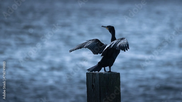 Fototapeta Cormorant