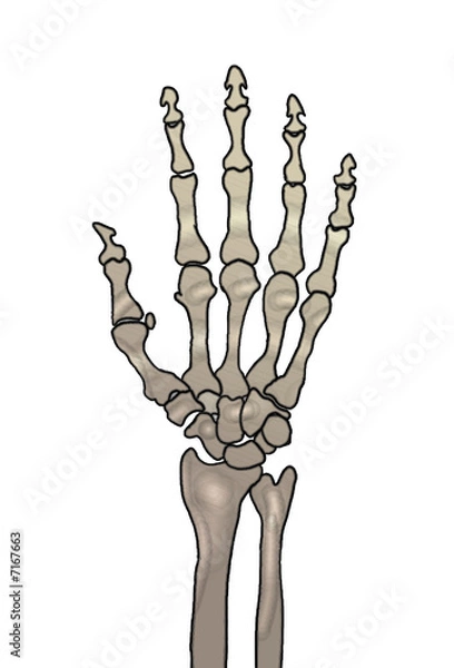 Fototapeta handknochen
