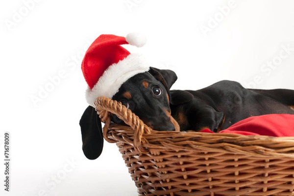 Obraz Waiting for Santa Claus