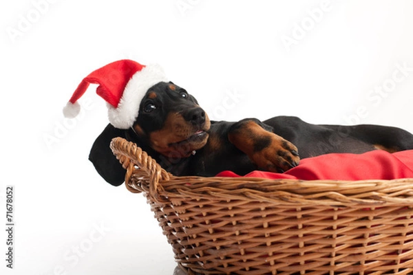 Obraz Waiting for Santa Claus