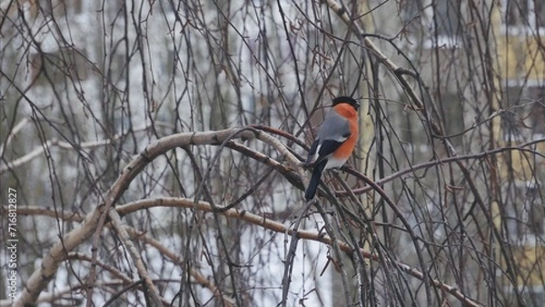 Fototapeta A bullfinch sits on a birch branch in the wind and flies away..j