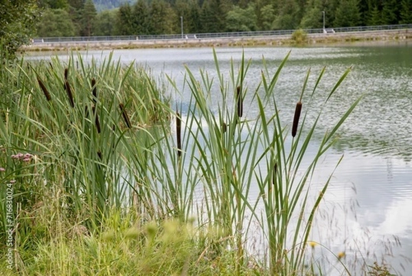 Obraz Typha