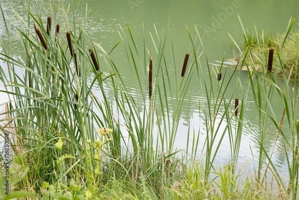 Obraz Typha
