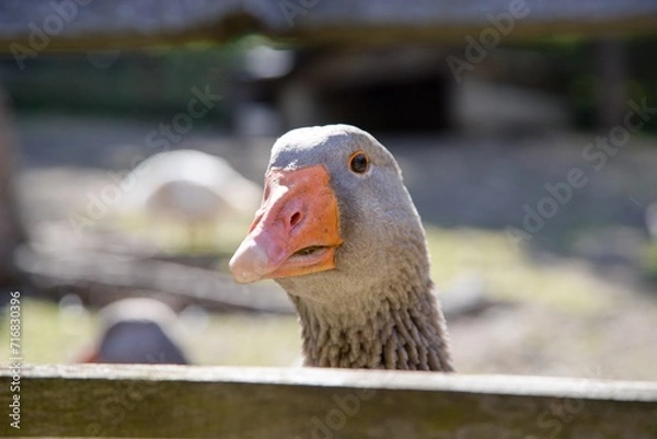 Obraz Goose head