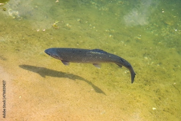 Obraz Trout in the river