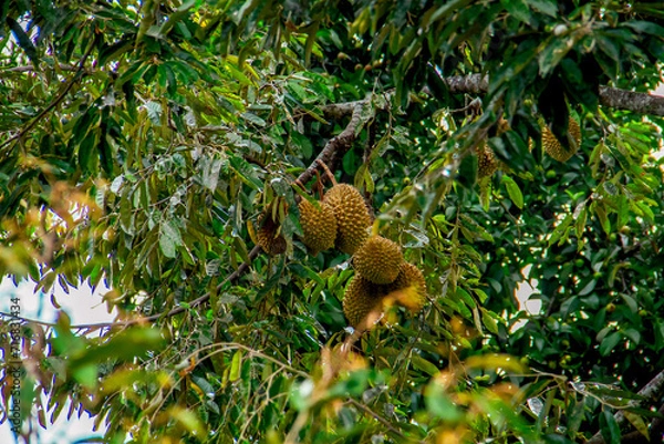 Obraz Fresh local Indonesian durian. The durian is still on the tree, maintaining its freshness. The durian tree.