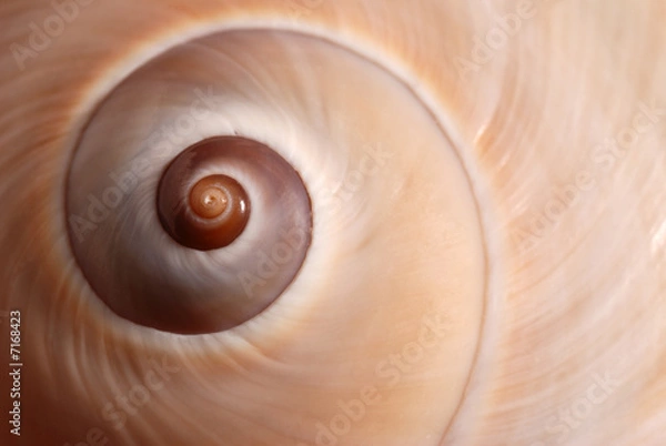 Obraz Skorupa sercowa