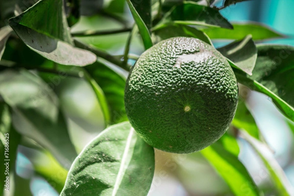 Fototapeta clémentine vert