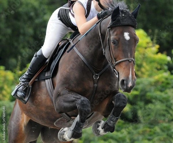 Fototapeta cheval saut d'obstacles