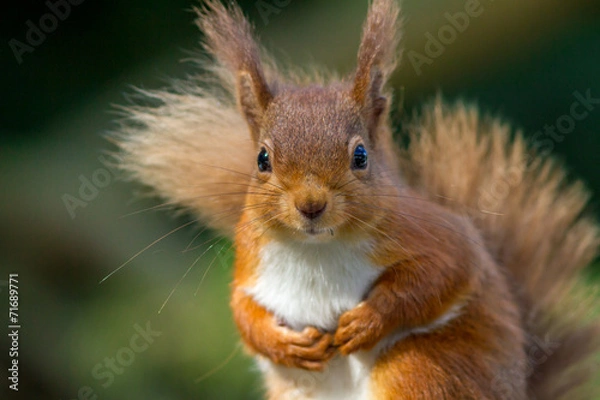 Fototapeta Red Squirrel looking so cute