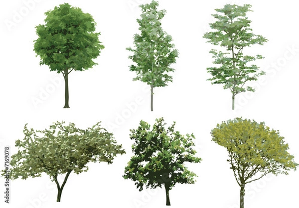 Fototapeta The isolated tree