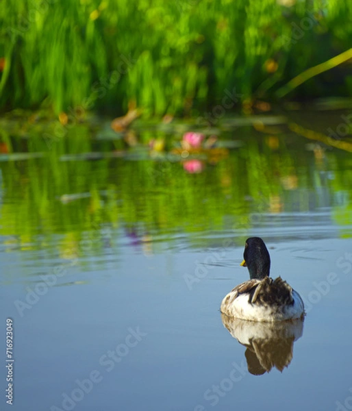 Obraz duck on the lake