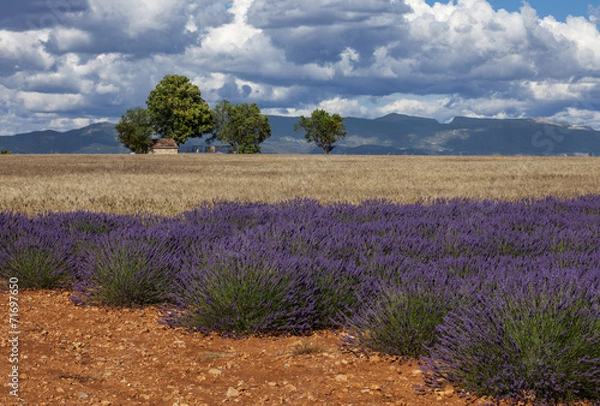 Fototapeta Color lavender fields