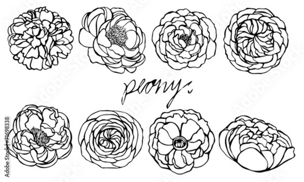 Obraz Zestaw wektor piwonia na białym tle