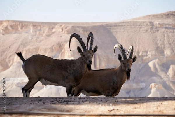 Obraz goats in the desert