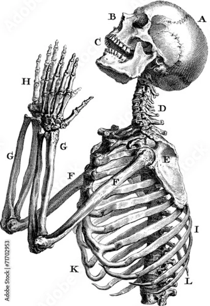 Fototapeta Vintage Illustration human skeleton