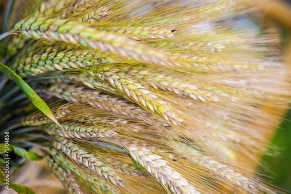 Obraz container with  green sprouts on table